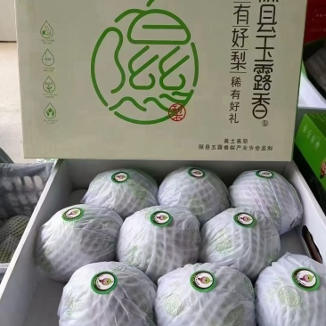 山西隰县玉露香梨（中国大美梨）