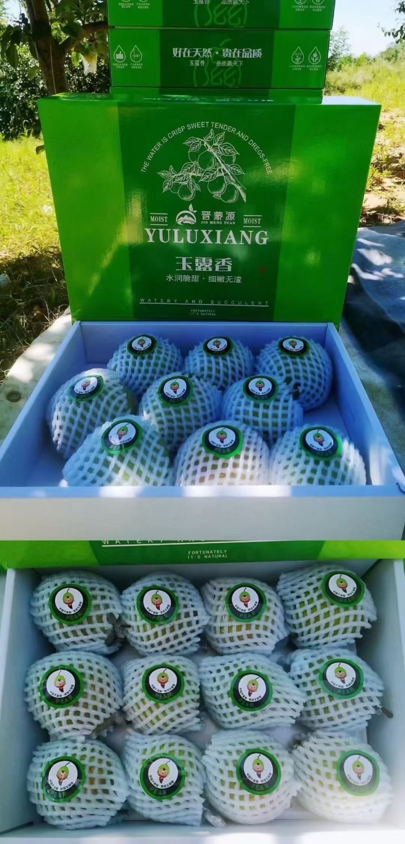 山西隰县玉露香梨（中国大美梨）