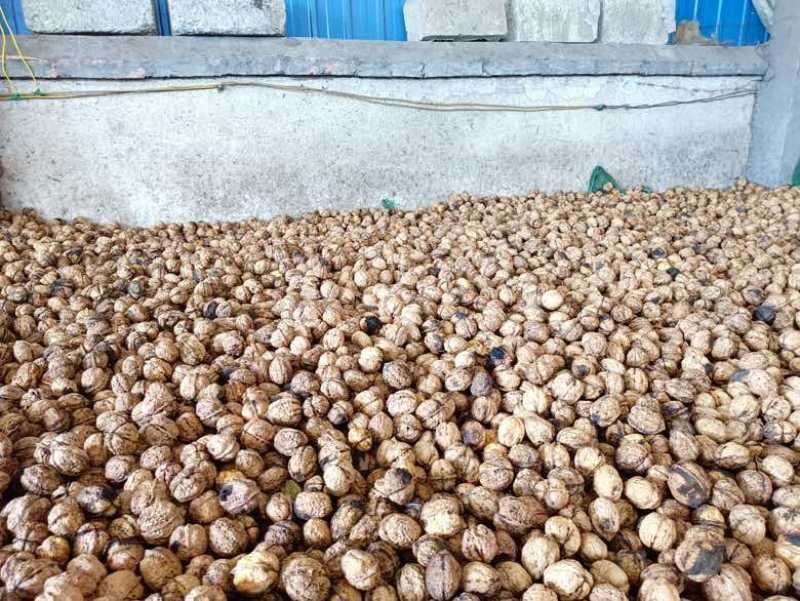 2025云南纸皮核桃新货薄皮核桃山核桃批发成品包装