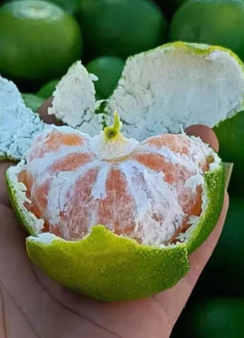 石门早熟柑橘，皮薄多汁口味甘甜
