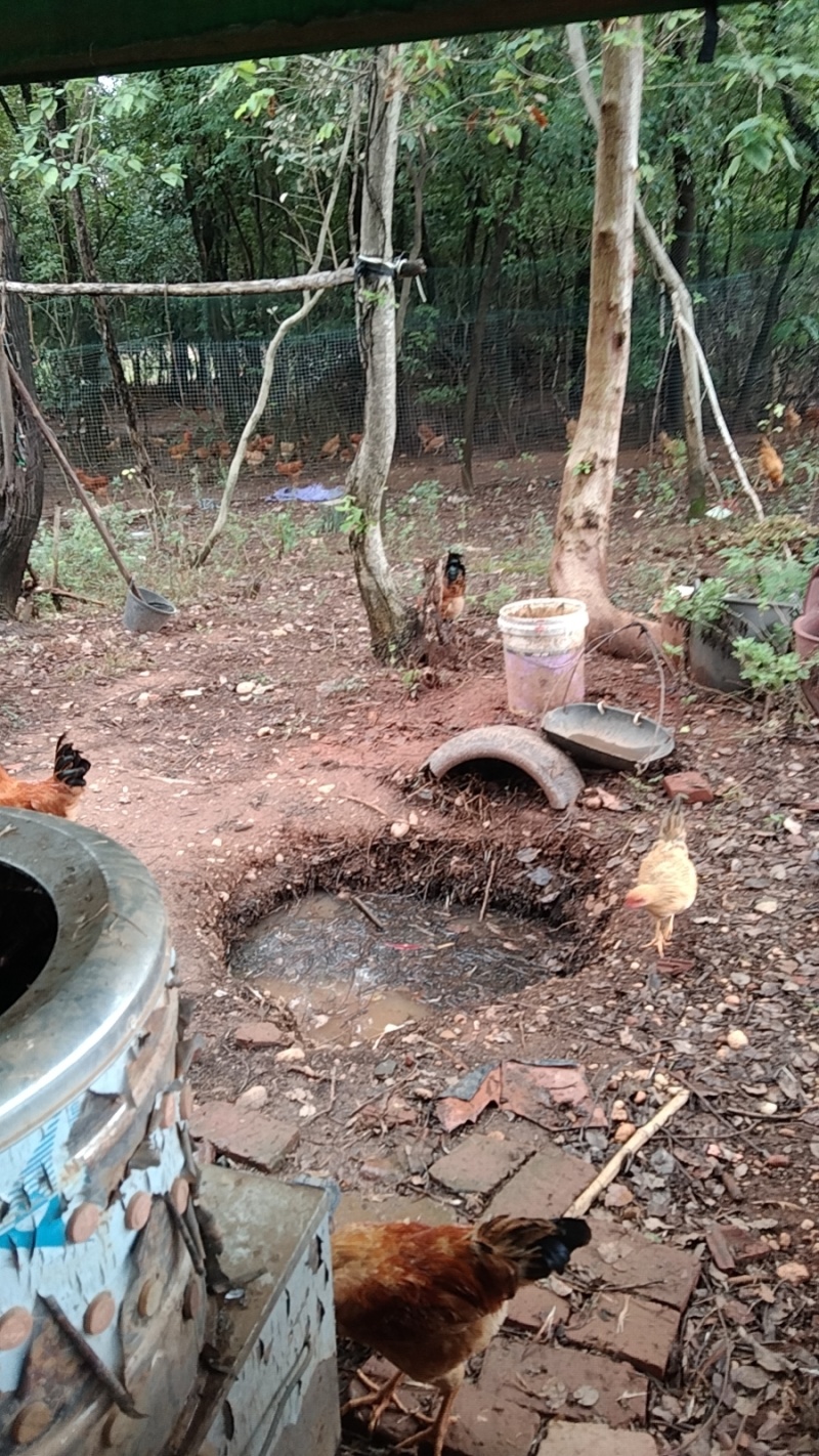 散养跑山鸡