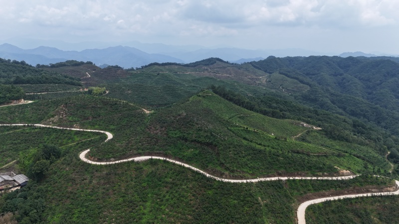 陕西秦岭高山有机认证秋月梨