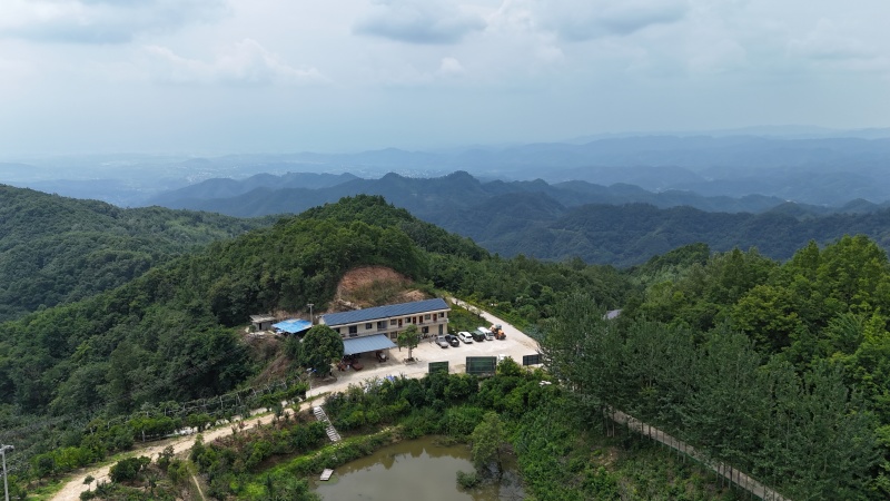 陕西秦岭高山有机认证秋月梨