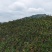 陕西秦岭高山有机认证秋月梨
