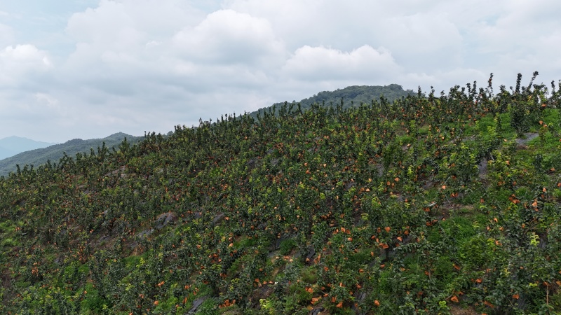 陕西秦岭高山有机认证秋月梨