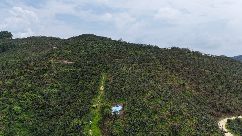 陕西秦岭高山有机认证秋月梨