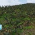 陕西秦岭高山有机认证秋月梨