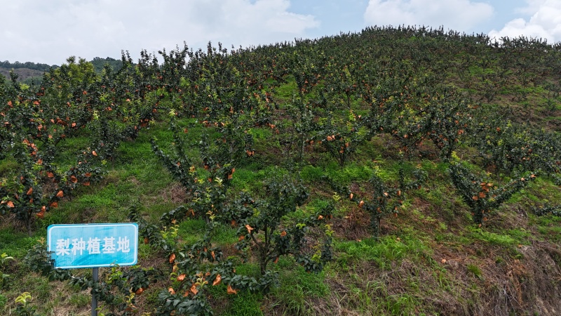 陕西秦岭高山有机认证秋月梨