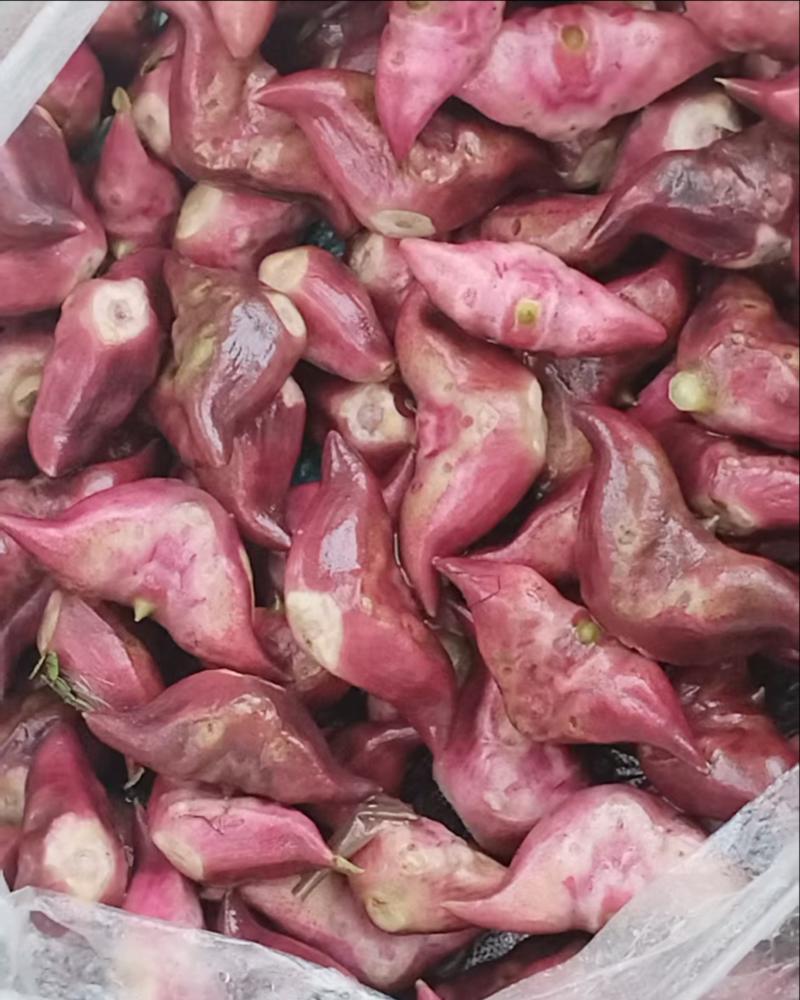 菱角