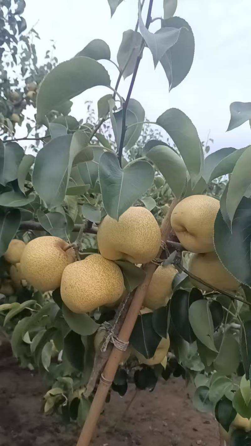 酥梨