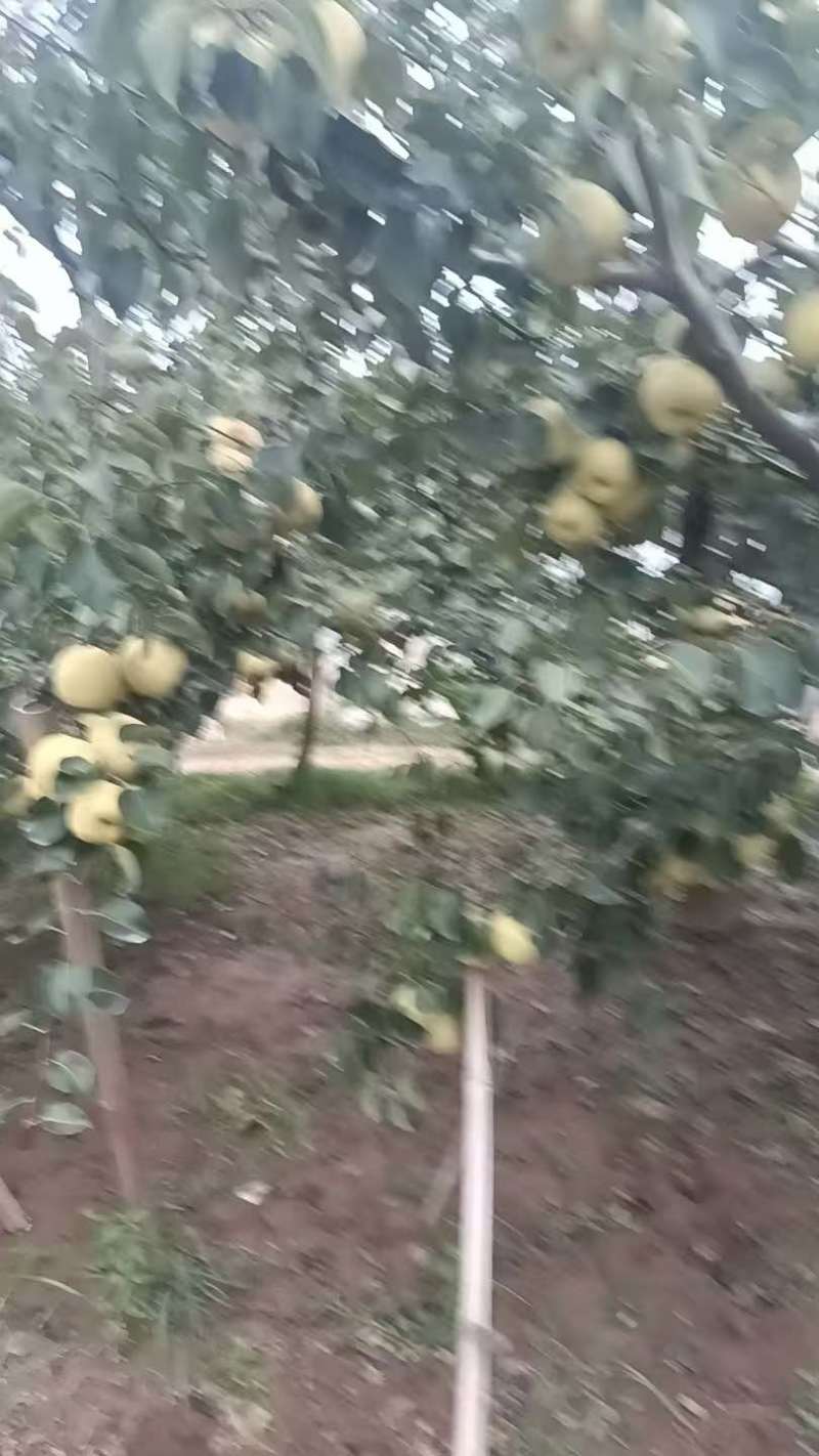酥梨