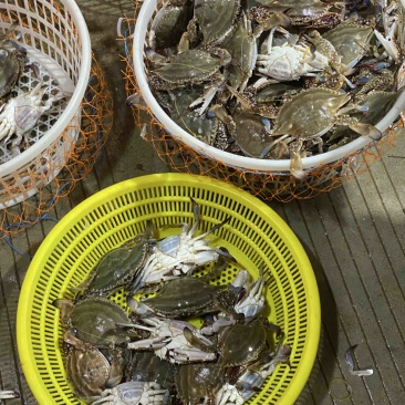 吕四港船货梭子蟹，全国批发，一手货源