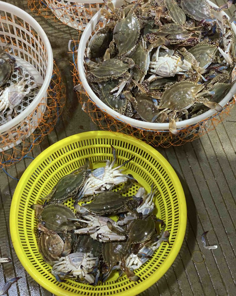 吕四港船货梭子蟹，全国批发，一手货源