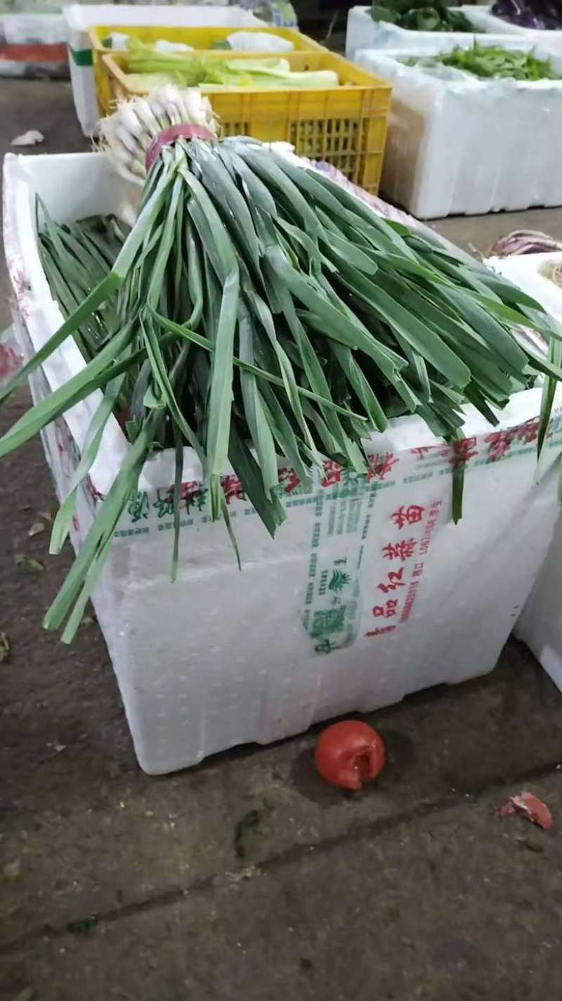 红根蒜面，根红苗正，不缺货源，只缺货主
