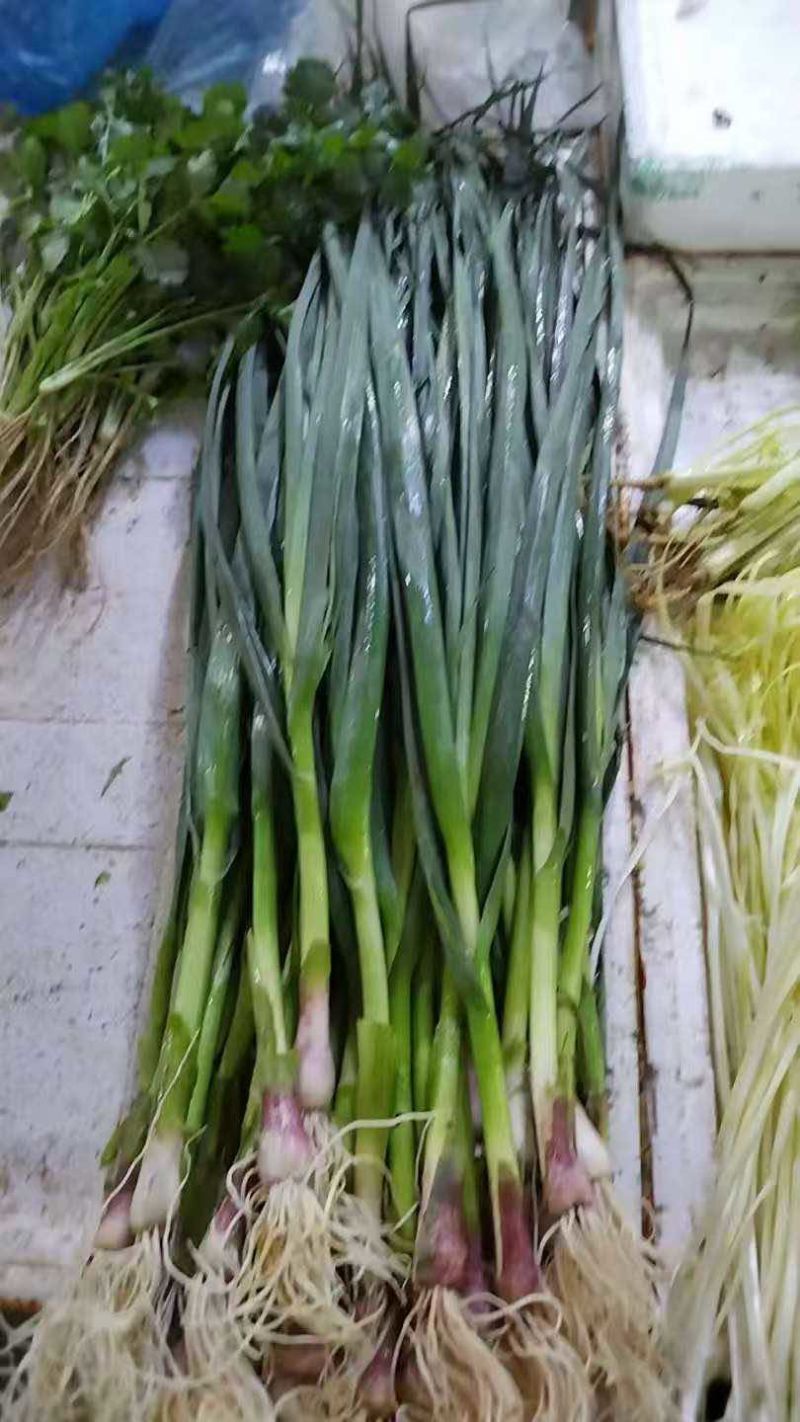 红根蒜面，根红苗正，不缺货源，只缺货主