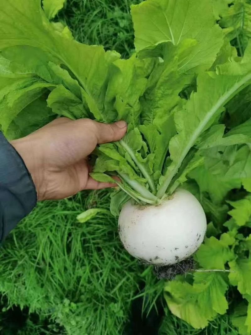 圆萝卜，可支持整车物理，按需做货