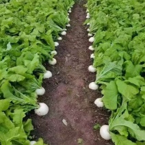 圆萝卜，可支持整车物理，按需做货