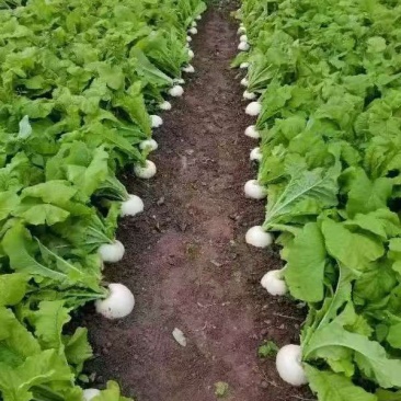 圆萝卜，可支持整车物理，按需做货