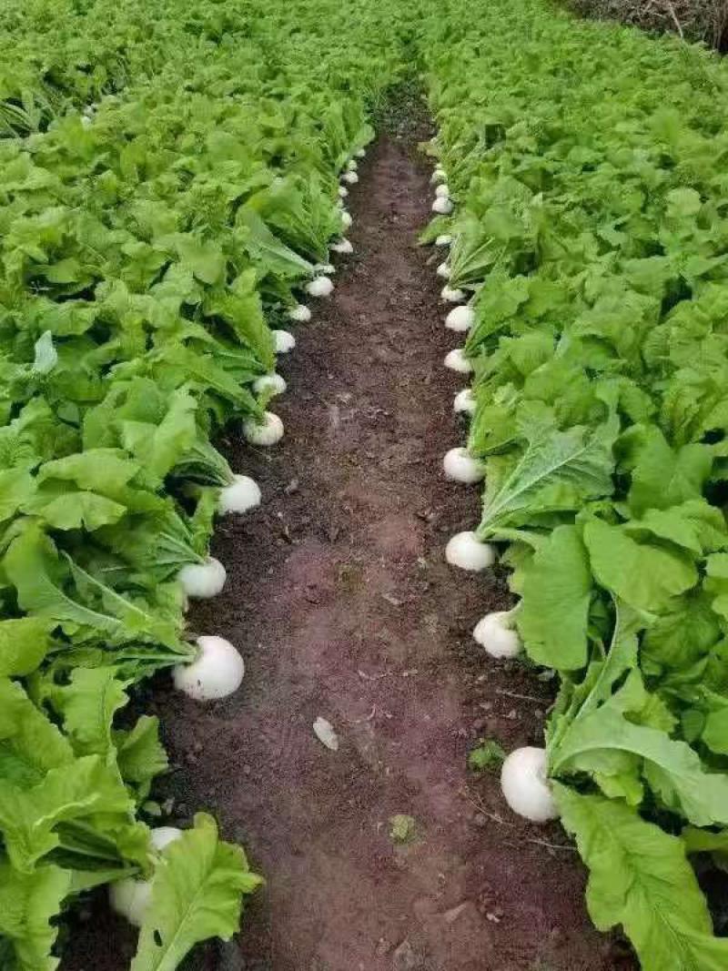 圆萝卜，可支持整车物理，按需做货