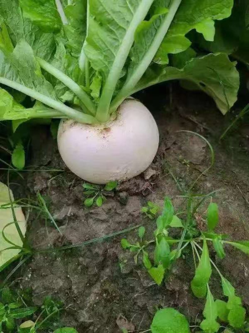 圆萝卜，可支持整车物理，按需做货
