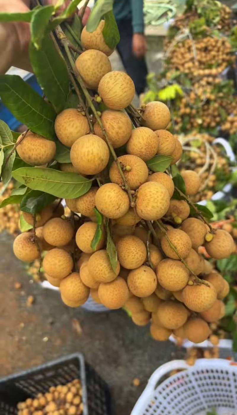 凤梨穗龙眼