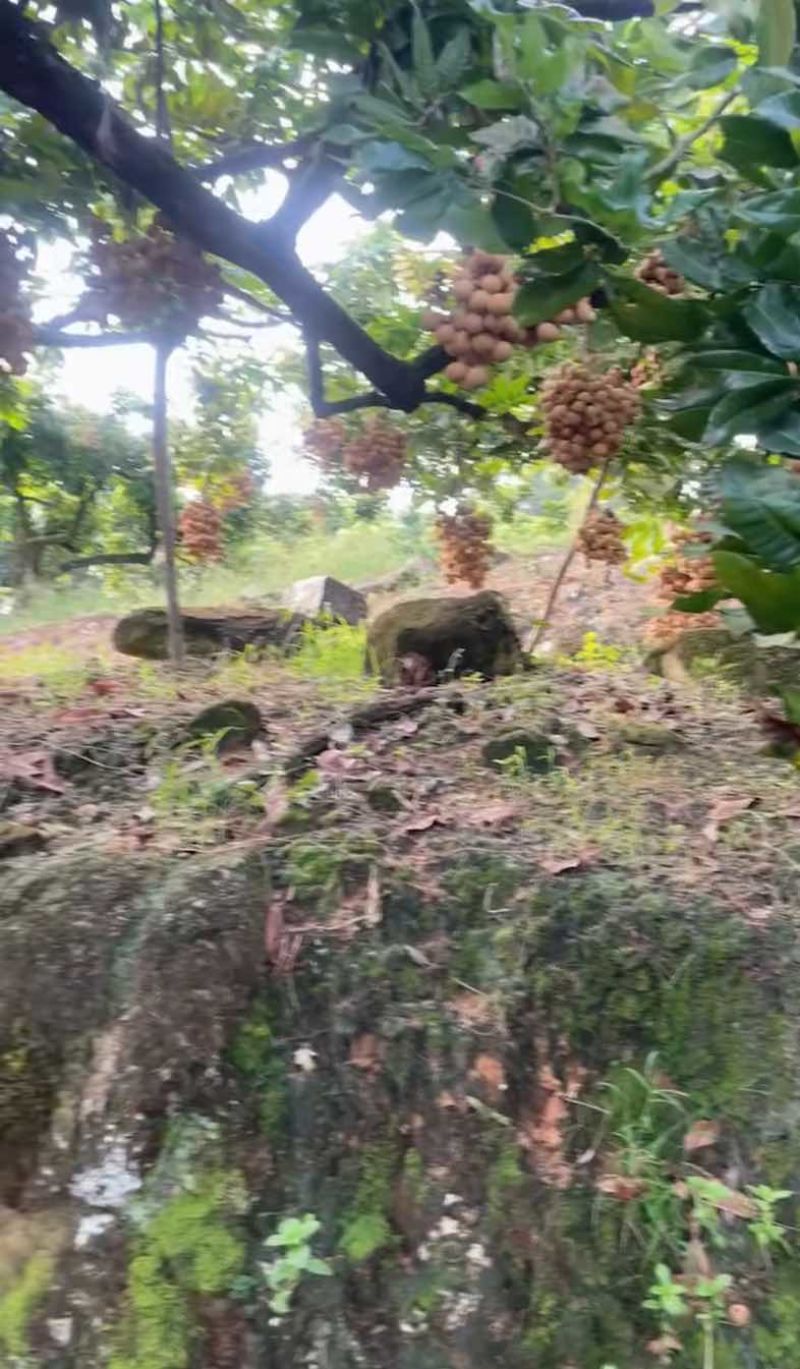 凤梨穗龙眼
