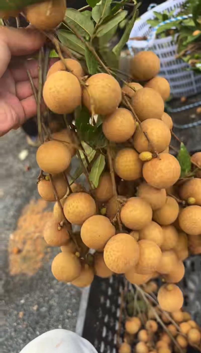 凤梨穗龙眼