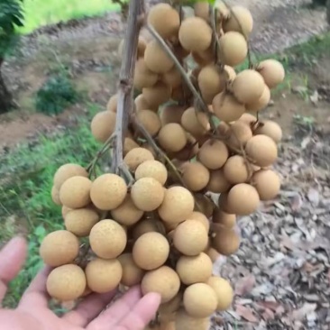 凤梨穗龙眼