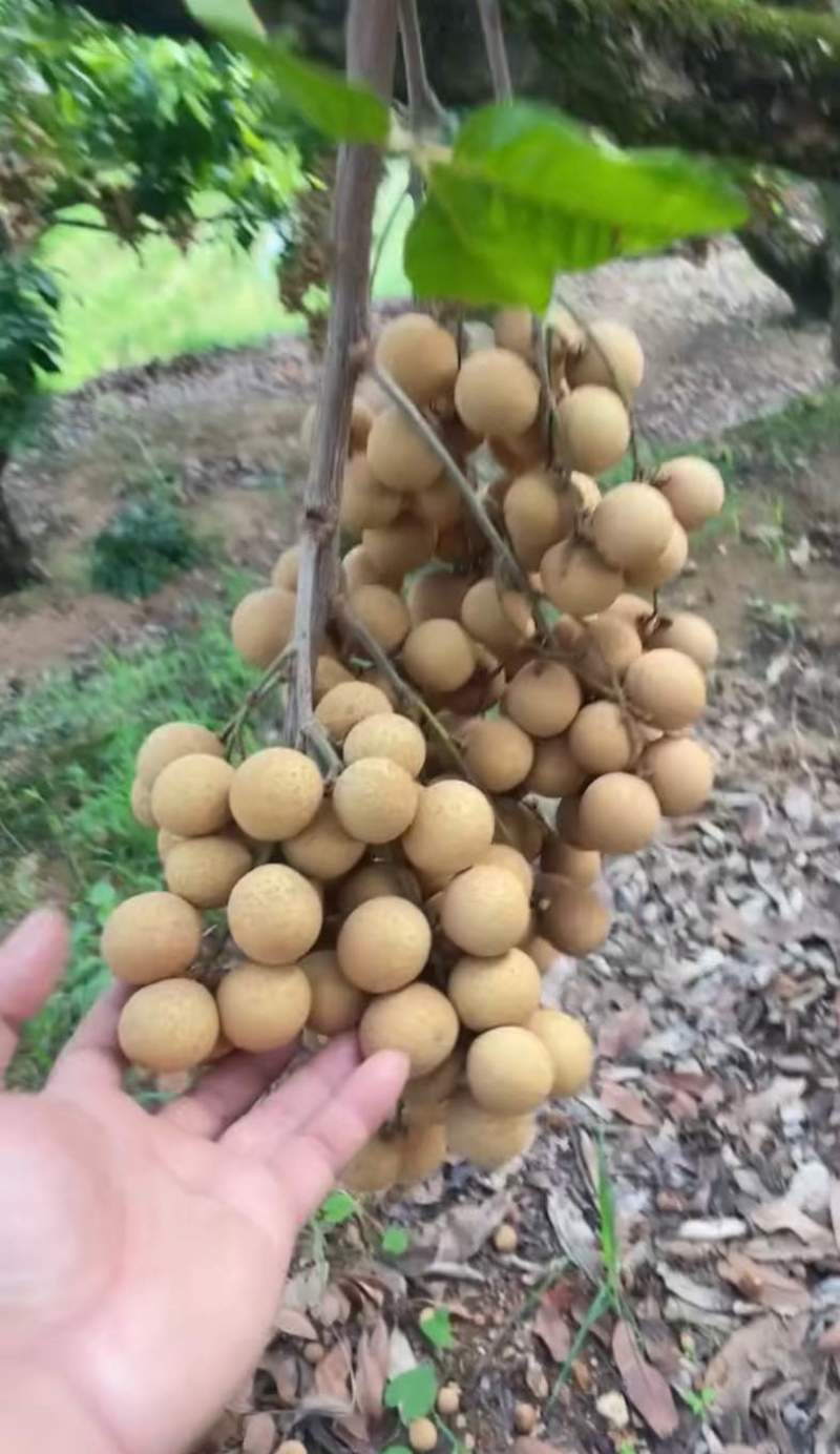 凤梨穗龙眼
