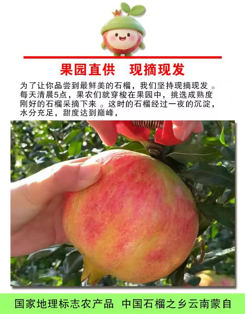 云南蒙自老树观颜甜石榴新鲜水果孕妇水果