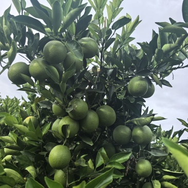 云南哀牢山青皮冰糖橙原产地直发货源充足
