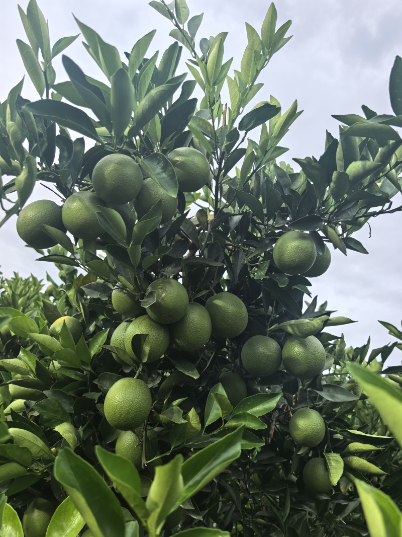 云南哀牢山青皮冰糖橙原产地直发货源充足
