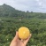 云南哀牢山青皮冰糖橙原产地直发货源充足