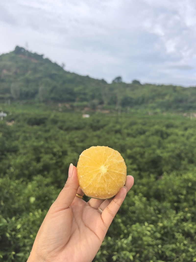 云南哀牢山青皮冰糖橙原产地直发货源充足