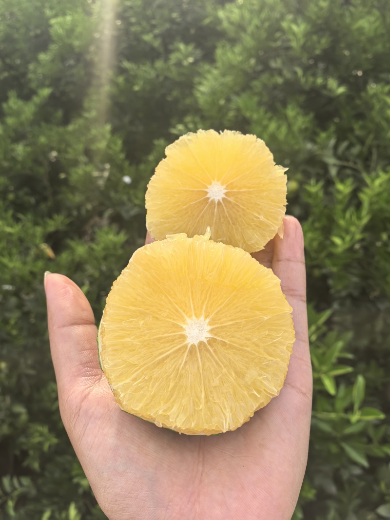 云南哀牢山青皮冰糖橙原产地直发货源充足