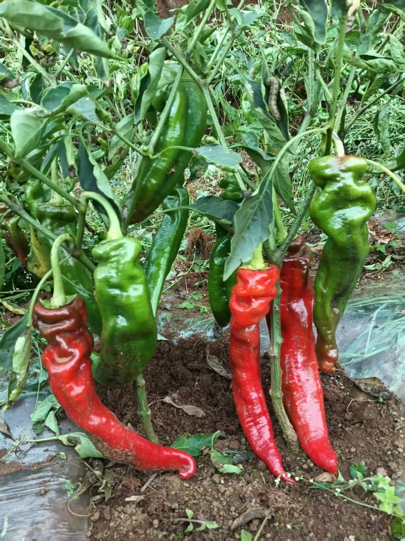 青辣椒