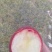 槟子，苹果和沙果杂交，酸甜口味
