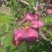 槟子，苹果和沙果杂交，酸甜口味