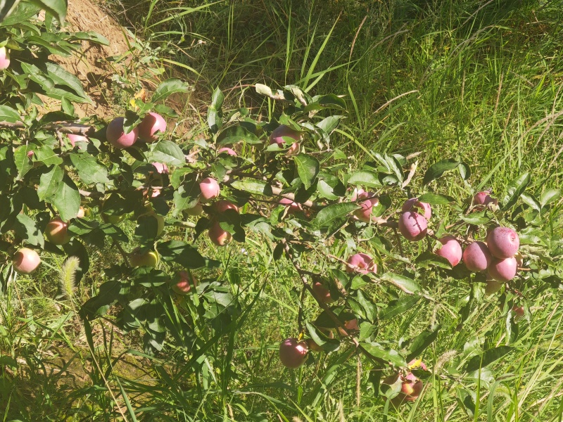 槟子，苹果和沙果杂交，酸甜口味