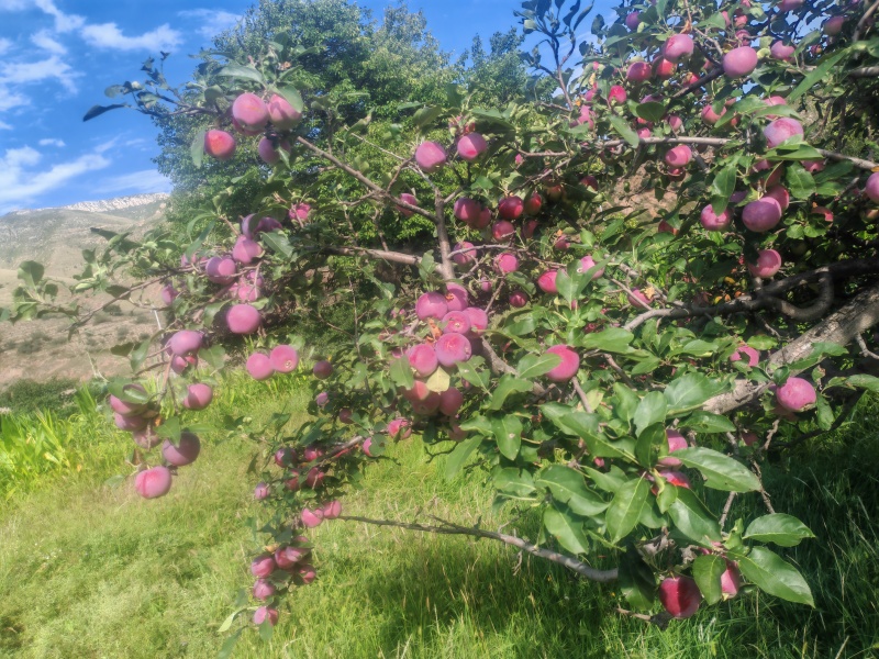 槟子，苹果和沙果杂交，酸甜口味