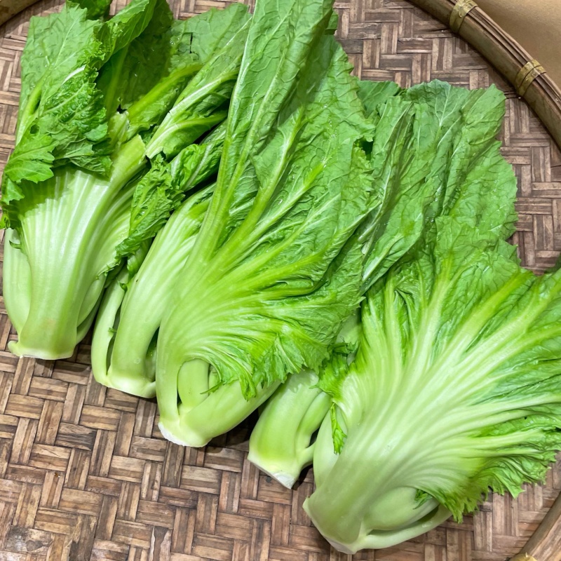 芥菜