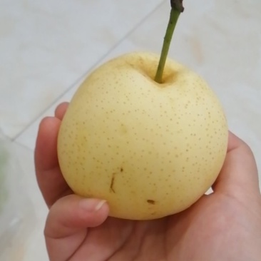 秋月梨/黄金梨