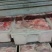 牛油#火锅牛油#高品质
