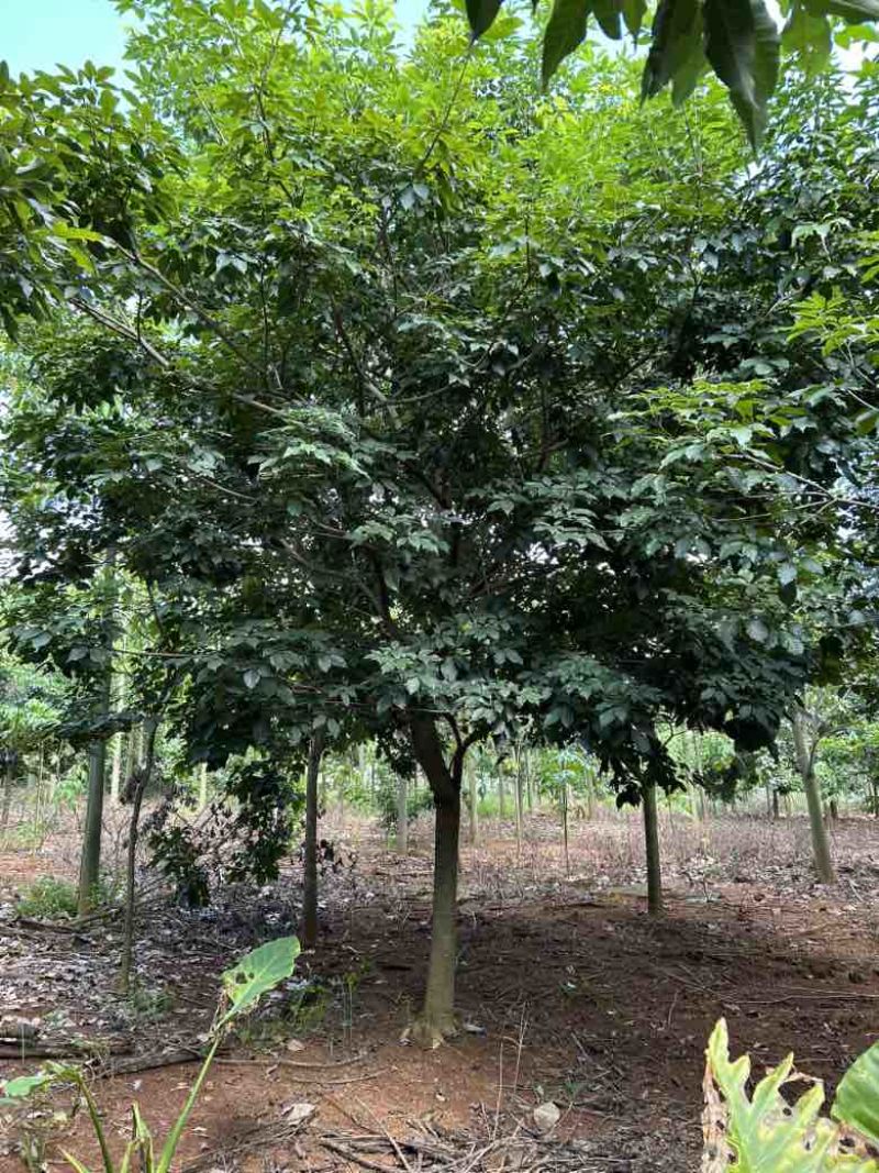 紫花凤铃木10-16公分