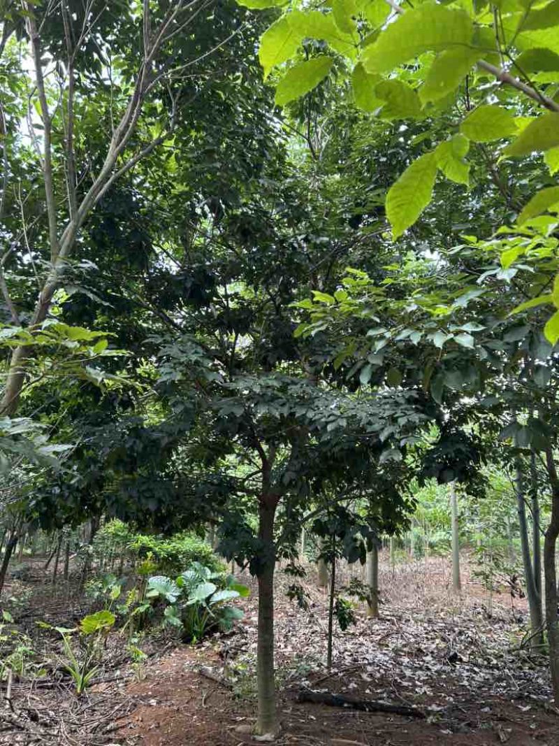 紫花凤铃木10-16公分