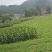 鱼腥草