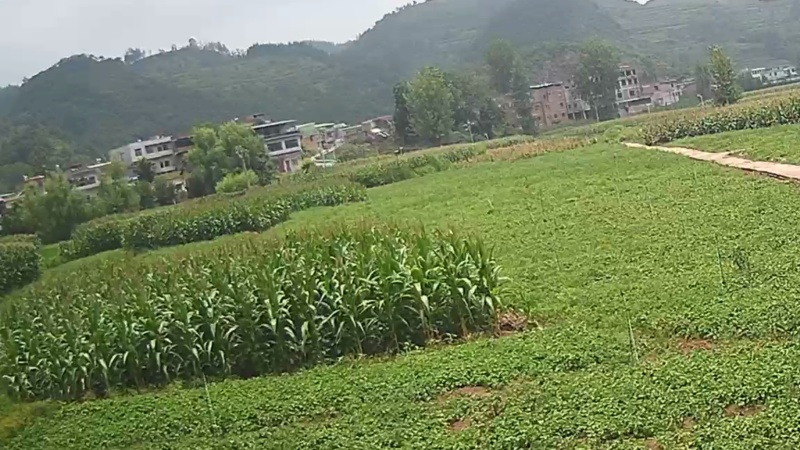 鱼腥草