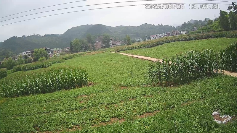 鱼腥草