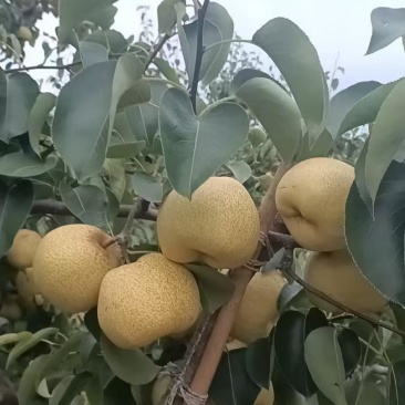 砀山酥梨精品果250-500克规格