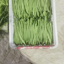 扁豆
